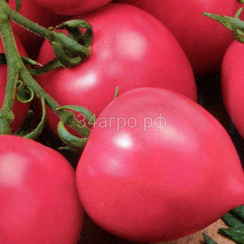 Розовые томаты для теплицы
