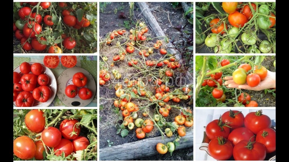 Ползучие помидоры для открытого грунта фото