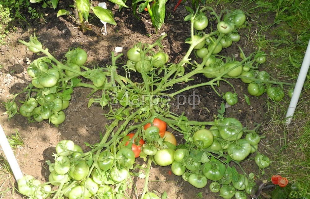 Томат Монгольский Карлик 100 гр.