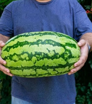 Арбуз ТамТам F1 25 семян