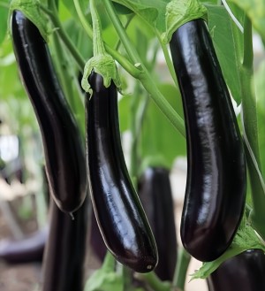 Баклажан Меч Самурая 25гр.