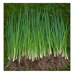 Лук батун Лонг Токио 25гр