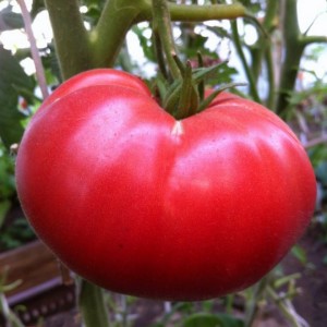 Томат Лакомка 20 гр.