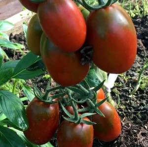 Томат Де Барао шоколадный гигант 20 гр.