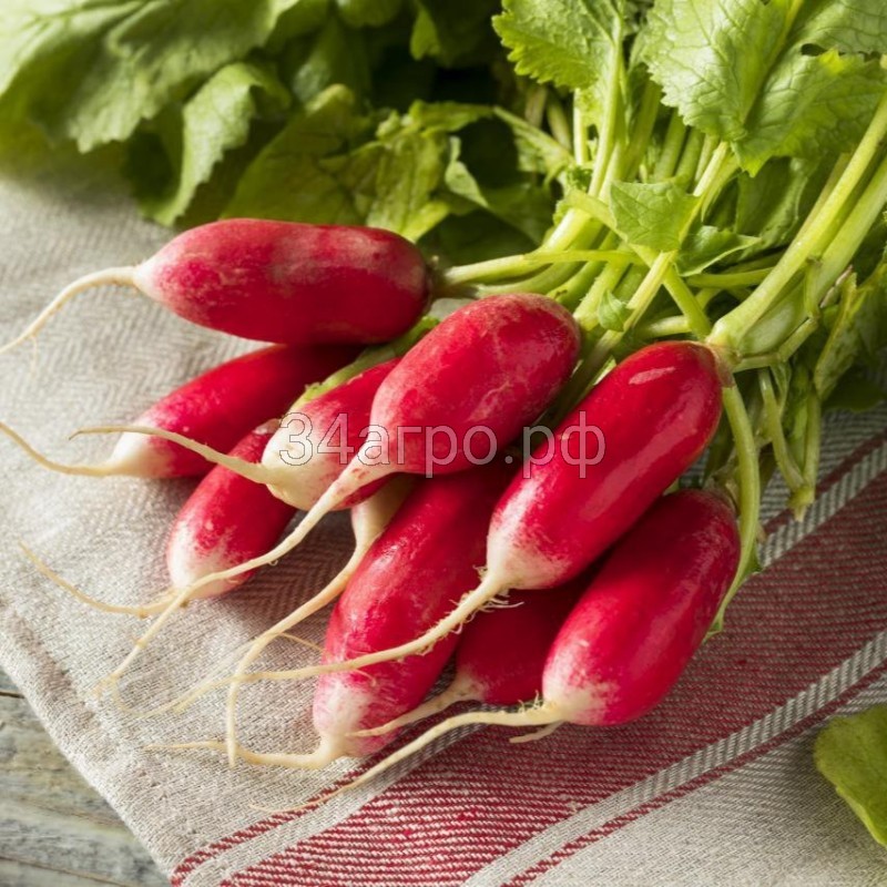Редис 18 дней 100 гр.