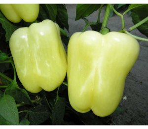 Перец сладкий Ведрана F1 25 семян