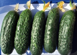Огурец Ирлэнд F1 100 семян