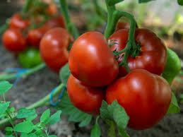 Томат Агилис F1 100 семян ENZA ZADEN