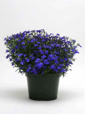 Лобелия ампельная Регата Миднайт Блю 100 драже копия №1772014813