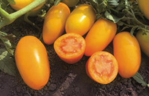 Томат KS 630 F1 1000 семян